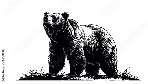 Brown bear vector illustration, wild animal silhouette