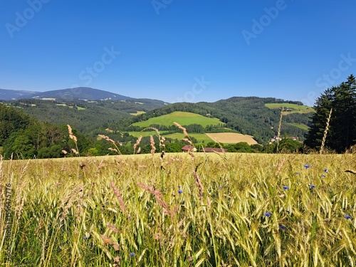 Getreidefeld in der Buckligen Welt, Niederösterreich