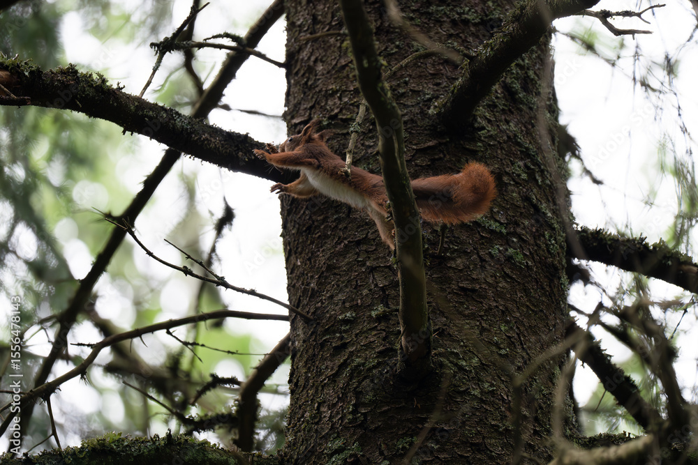 Fototapeta premium A close-up of a red squirrel in a coniferous forest in early summer after the rain, Oslo, Norway