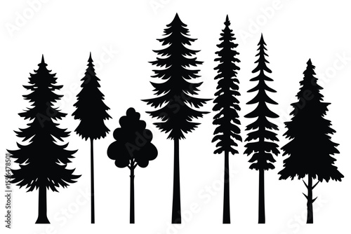 Silhouettes of evergreen trees in a forest setting
