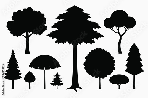 Silhouettes of evergreen trees in a forest setting
