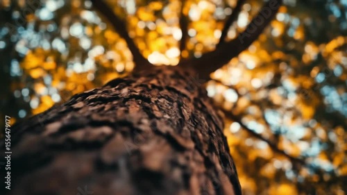 Closeup tree trunk texture