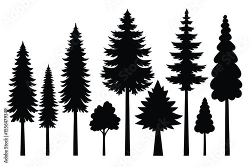 Silhouettes of evergreen trees in a forest setting
