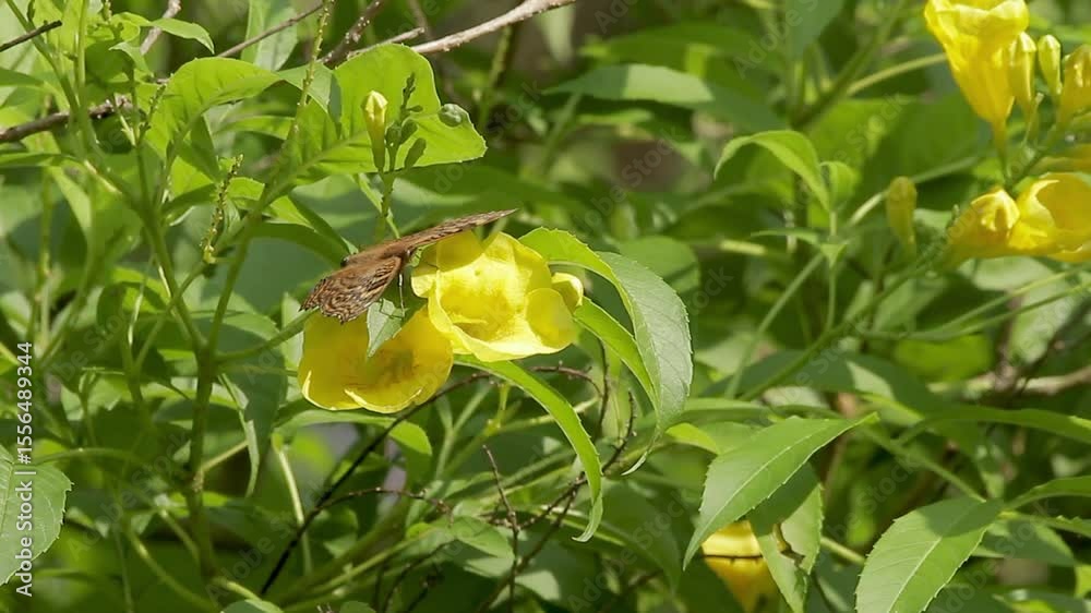 Butterfly feeding on and pollinating yellow london bell flower Butterfly feeding on and pollinating yellow london bell flower