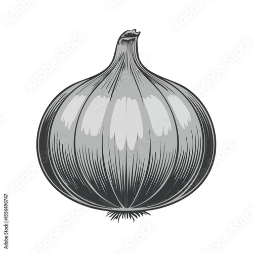 Illustration of a Single Grey Onion on a Black Background, Vegetable Engraving