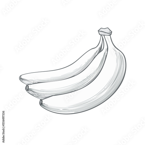 Banana Bunch Graphic Illustration Exotic Fruit Still Life Food Art Fresh Ingredient