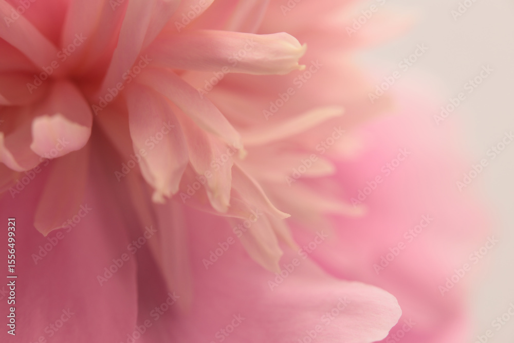 Fototapeta premium Smoke Close-up Soft focus cream beige, pink Peony Flower petal. Macro blur natural abstract background.