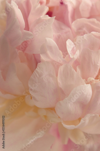 Smoke Close-up Selective soft focus cream beige, pink Peony Flower petal. Macro blur natural abstract background.