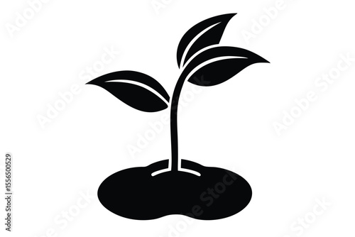 plant in a pot