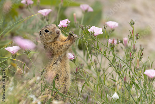 ground squirrel in the flowers