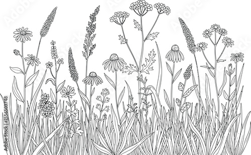 Intricate Line Art Drawing of Wildflowers and Grasses