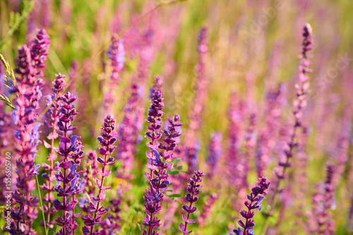 Purple sage flowers blooms in the summer meadow.