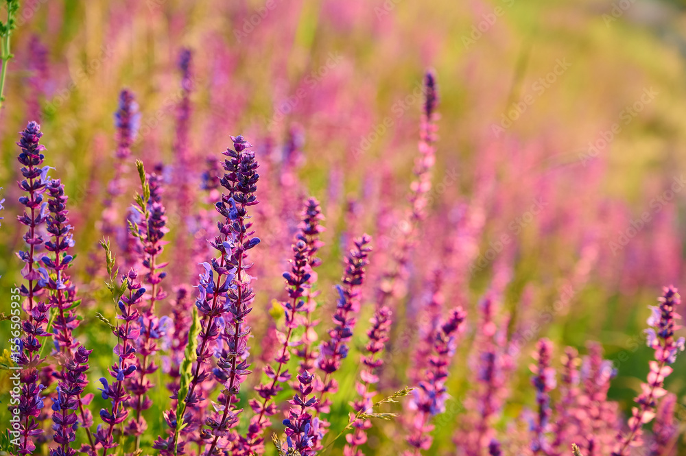 Purple sage flowers blooms in the summer meadow. Purple sage flowers blooms in the summer meadow.