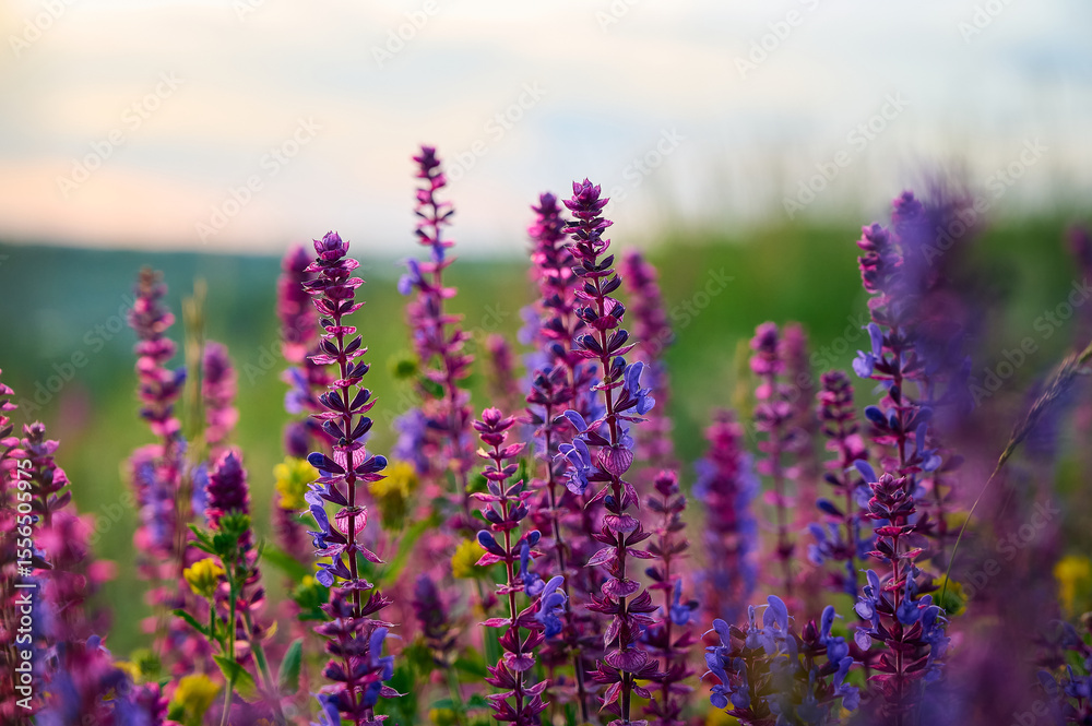 Purple sage flowers blooms in the summer meadow. Purple sage flowers blooms in the summer meadow.