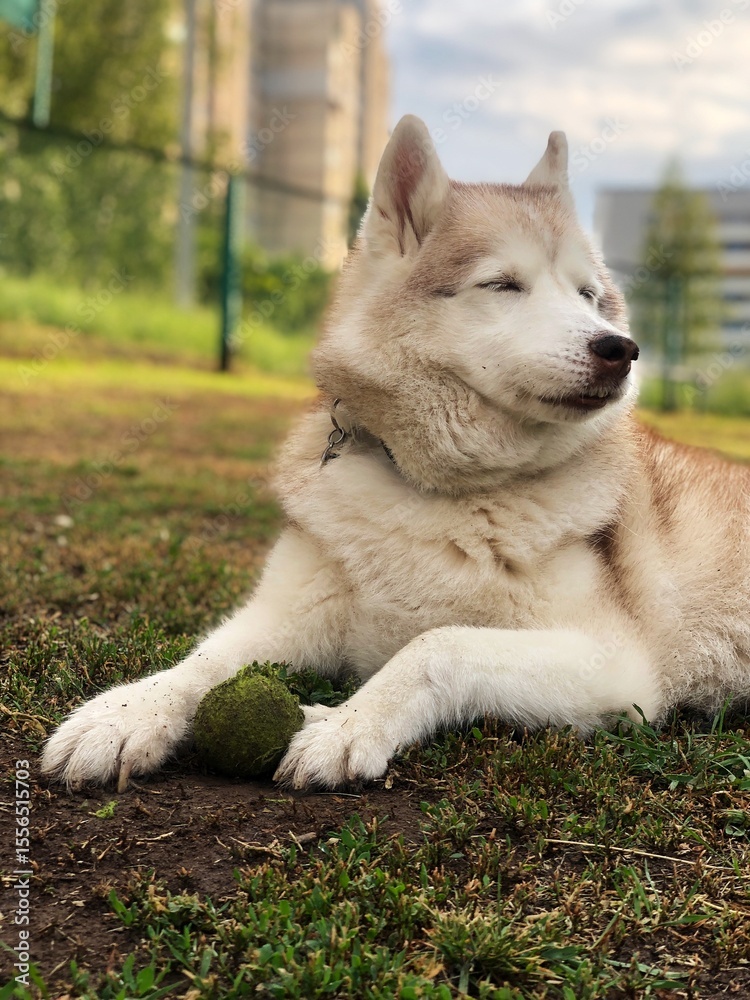 Husky plays with a ball Outdoor portrait close-up Husky plays with a ball Outdoor portrait close-up