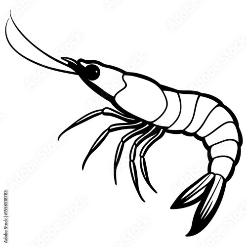 shrimp vector illustration