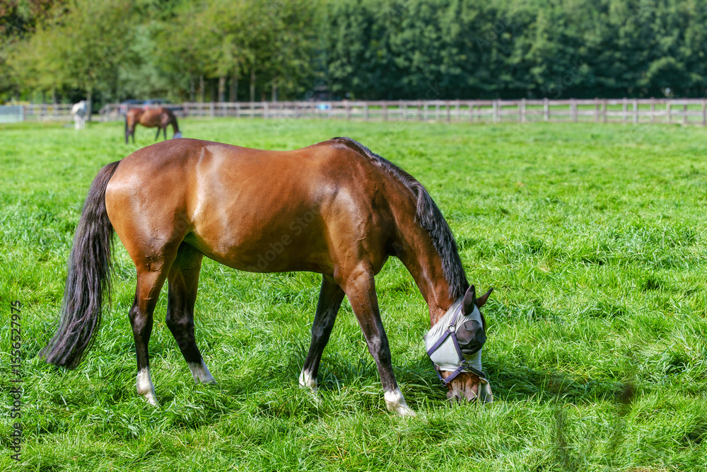 Horse With Fly Mask Feeding In Open Green Field Horse With Fly Mask Feeding In Open Green Field