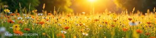 Sunlit Meadow in Summer Wildflowers, Tall Grasses, Golden Light, Peaceful Idyllic Landscape Photography