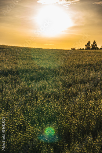 Landscape with oat growing in the field during summer