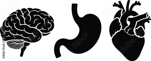 A black and white illustration of a brain, stomach, and heart on a white background in a row format