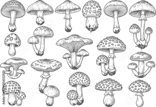 Collection of Hand-Drawn Mushroom Illustrations Diverse Fungi Sketches for Design