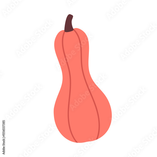 Elongated coral-colored squash with simple shape, perfect for seasonal illustrations, vegetable clipart or recipe design