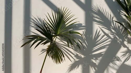 Palm leaves and shadow of the leaves on a white wall
