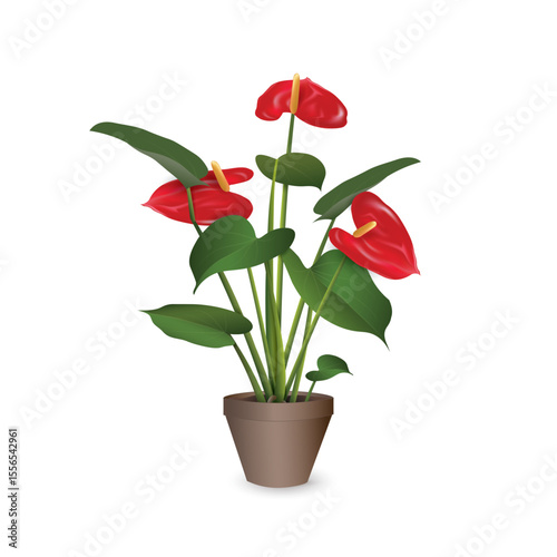 Anthurium with red inflorescences - tropical exotic plant in a plastic flower pot isolated on a white background close-up. Vector realistic image for room design project, plant shop advertising banner