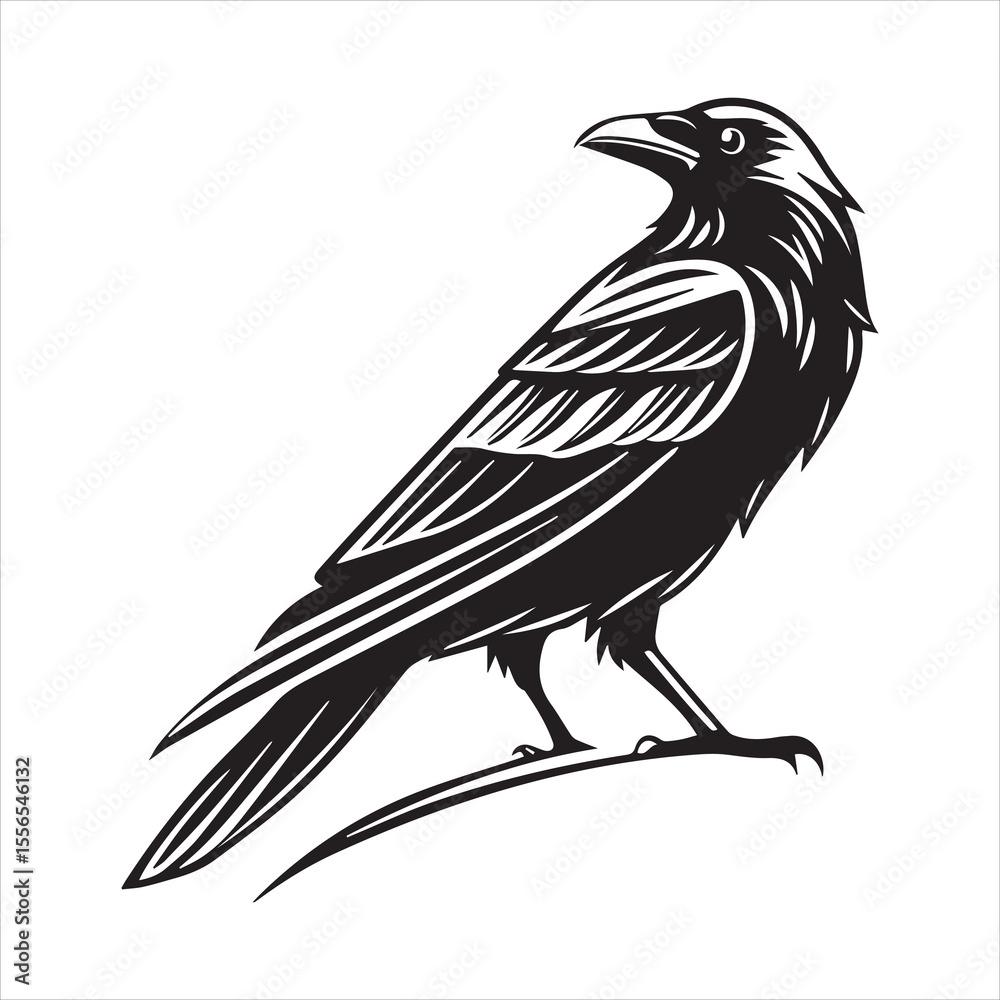 Fototapeta premium common blackbird vector illustration