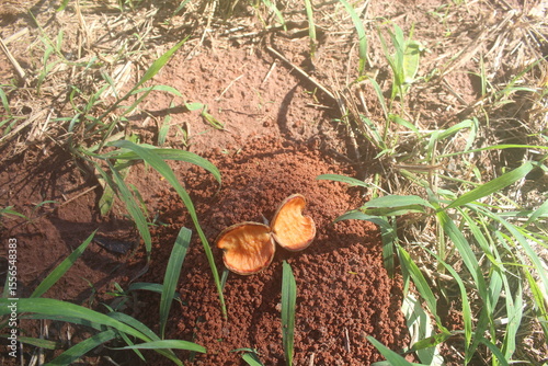 Fruits by the Anthill, Fruits of the Milky Way Tree by the Anthill