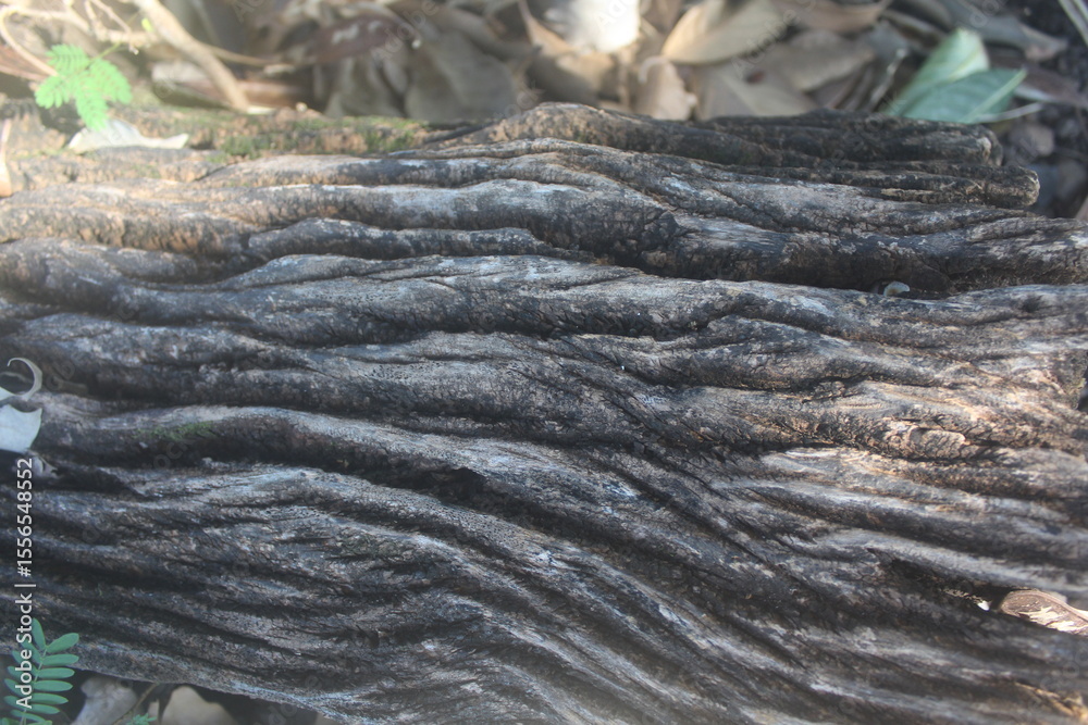 Fototapeta premium Old Railroad Tie with Grooved Surface 