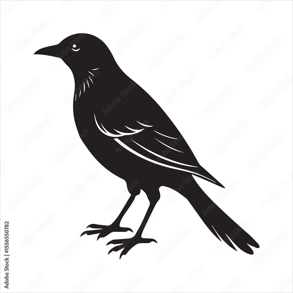 Obraz premium common blackbird vector illustration