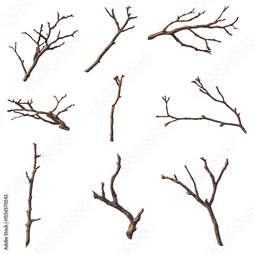 Bare tree branch silhouettes, Black branches without leaves