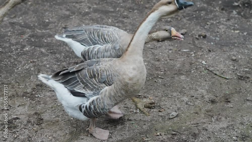 Two geese interacting on dry dirt ground