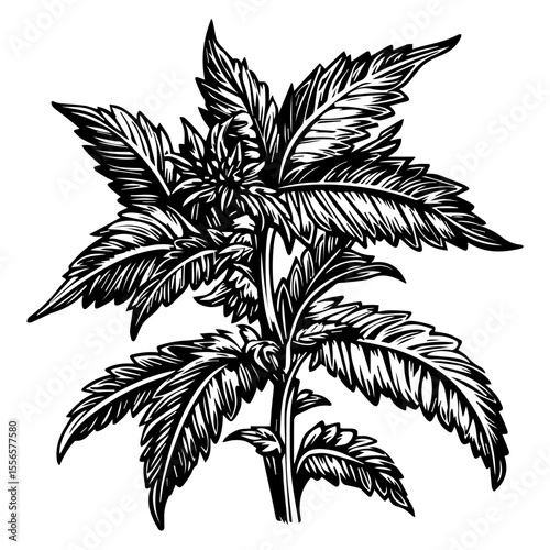 Weed Marijuana cannabis leaf vector icon logo illustration