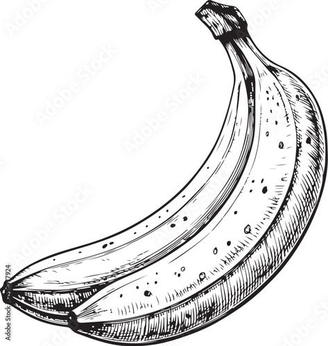 Two Bananas, Fruit, Latundan banana (Musa sapientum), Vector Illustration, Sketch Drawing Line Linear Symbol Icon Engraving Coloring Book, Hand-drawn Black and White Isolated