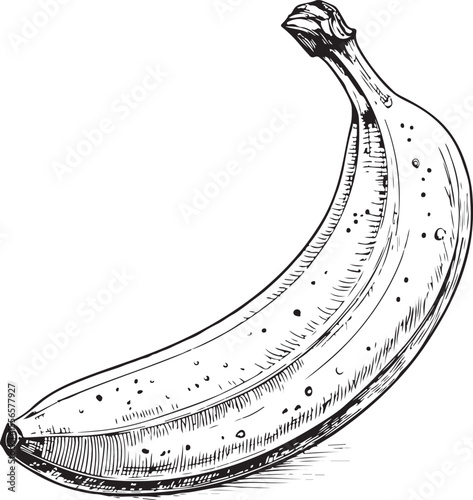 Banana, Latundan banana (Musa sapientum), Vector Illustration, Sketch Drawing Line Linear Symbol Icon Engraving Coloring Book, Hand-drawn Black and White Isolated