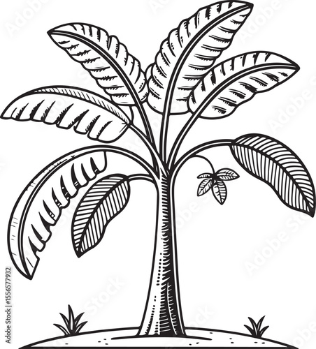 Banana Tree, Latundan banana (Musa sapientum), Vector Illustration, Sketch Drawing Line Linear Symbol Icon Engraving Coloring Book, Hand-drawn Black and White Isolated