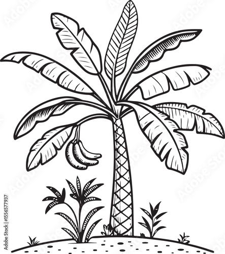 Banana Tree, Latundan banana (Musa sapientum), Vector Illustration, Sketch Drawing Line Linear Symbol Icon Engraving Coloring Book, Hand-drawn Black and White Isolated