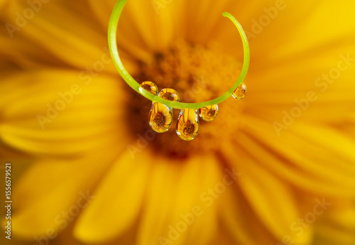 flower with rain drops