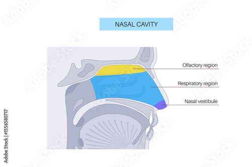 Nasal cavity poster