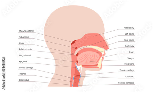 Upper respiratory tract