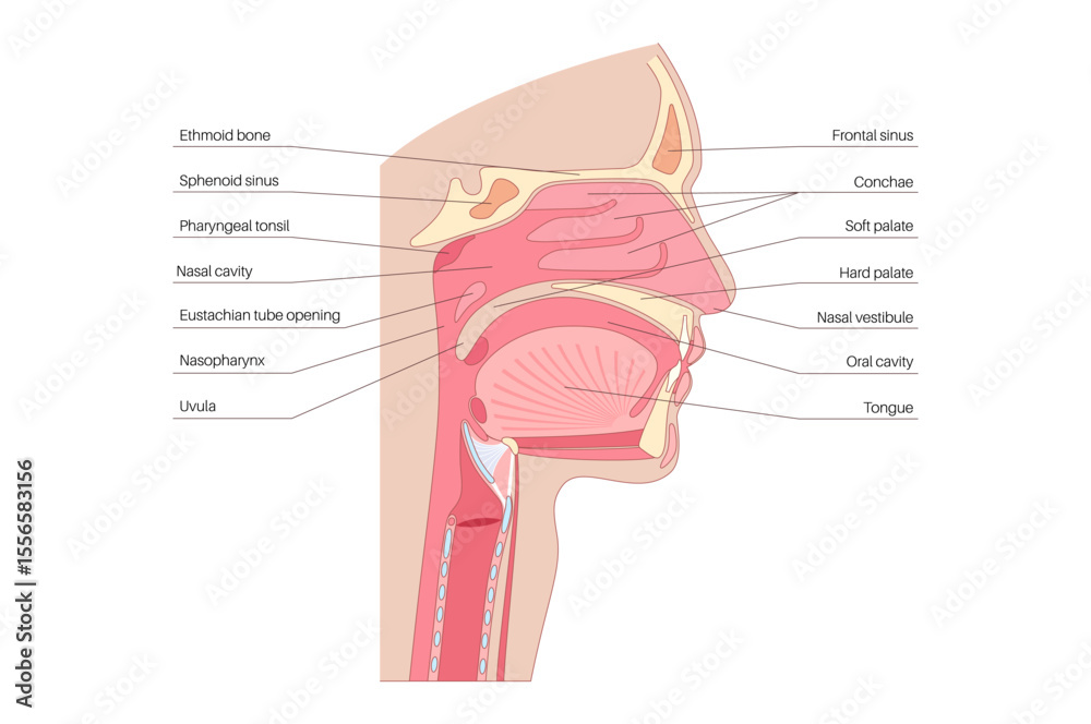 Obraz premium Nasal cavity poster