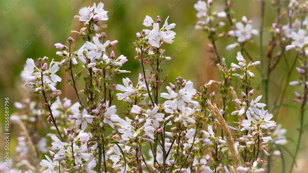 Fototapeta premium white flowers in the field