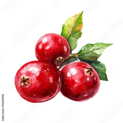 Tart Fresh Ripe Cranberry, watercolor vector, isolated on a white background.
