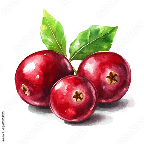 Tart Fresh Ripe Cranberry, watercolor vector, isolated on a white background.