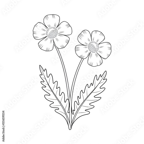 buttercup flower illustration vector style coloring page