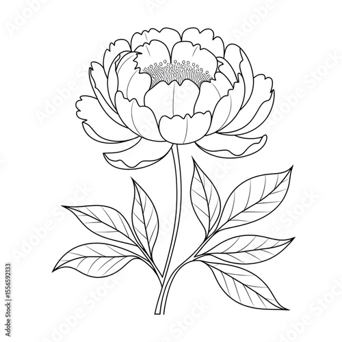 Peony flower illustration vector style colouring page