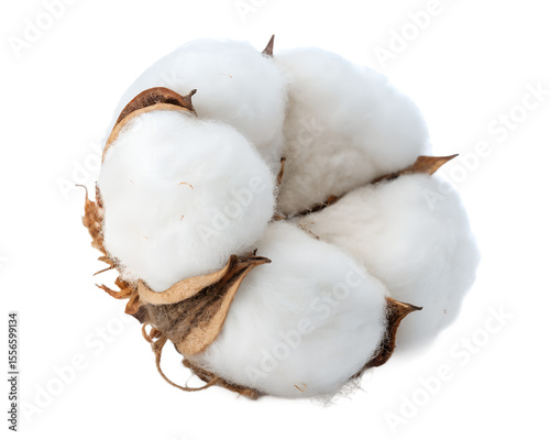 Fotografie Fluffy cotton boll isolated on transparent background