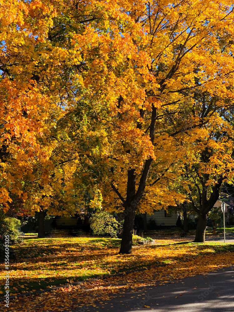 Naklejka premium Bright Autumn Tree in Park